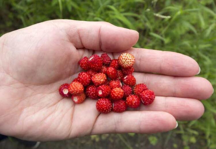 Dağ çileğinin yararları nelerdir?