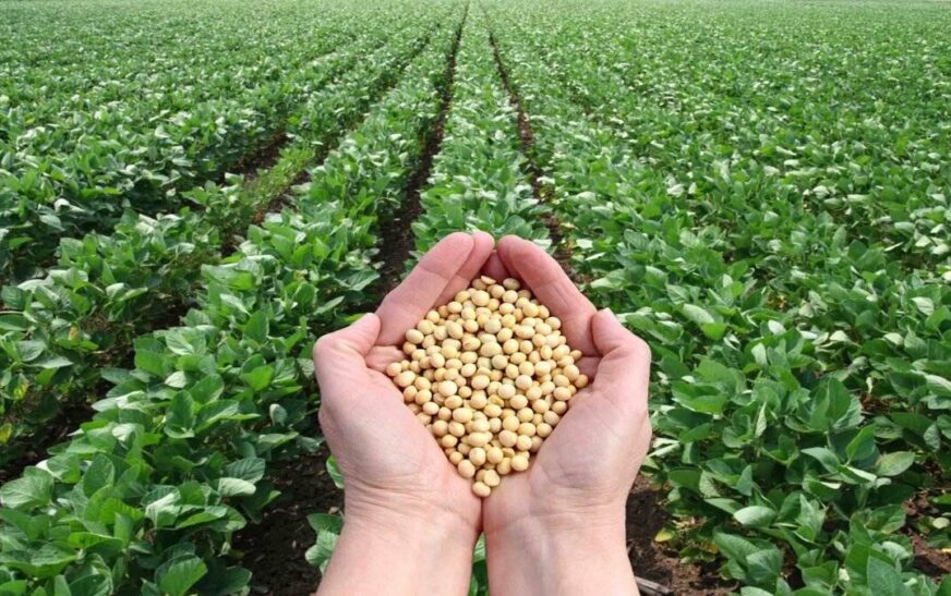 Kalp sıhhatini koruyan lezzet: Soya fasulyesinin yararları
