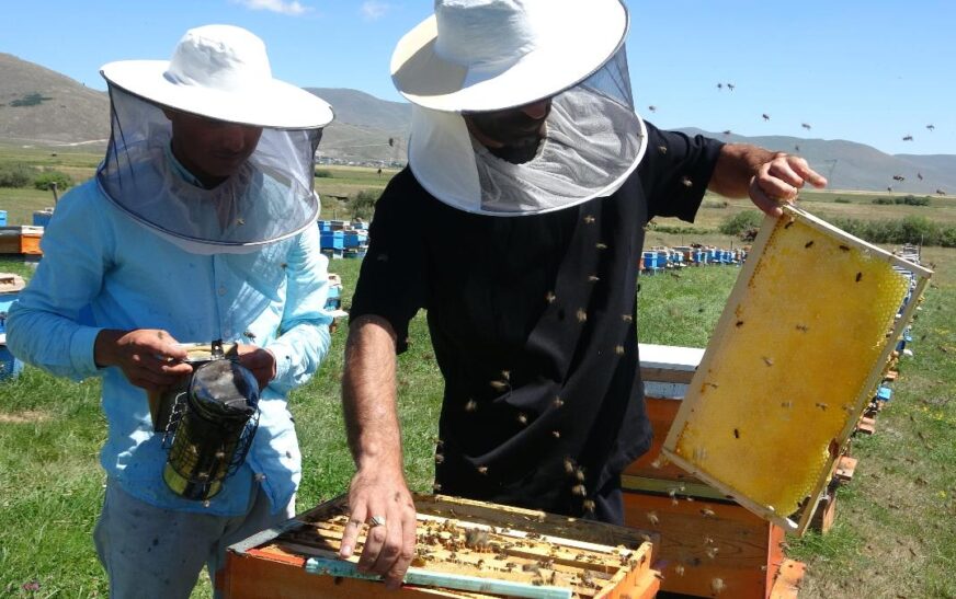 Ardahan’da coğrafi işaretli balın hasadı başladı