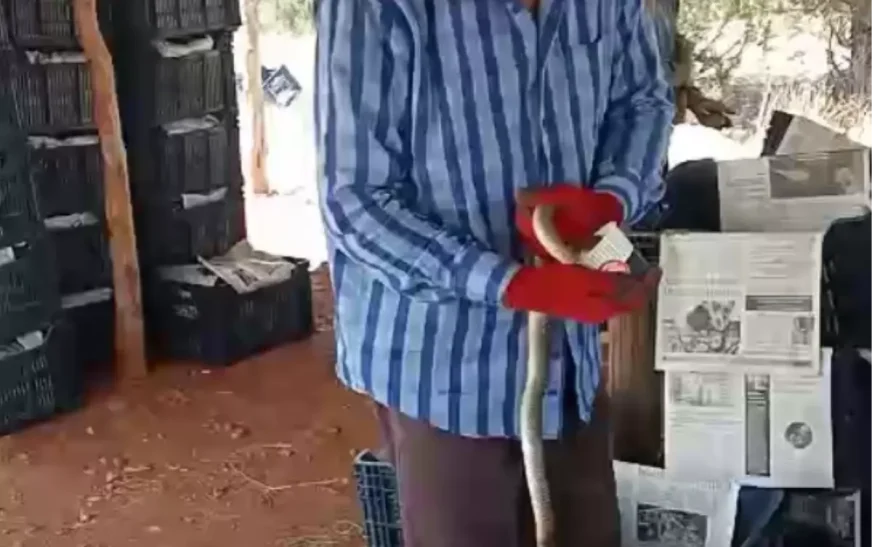 Çiftçi Yılanı Eliyle Yakaladı