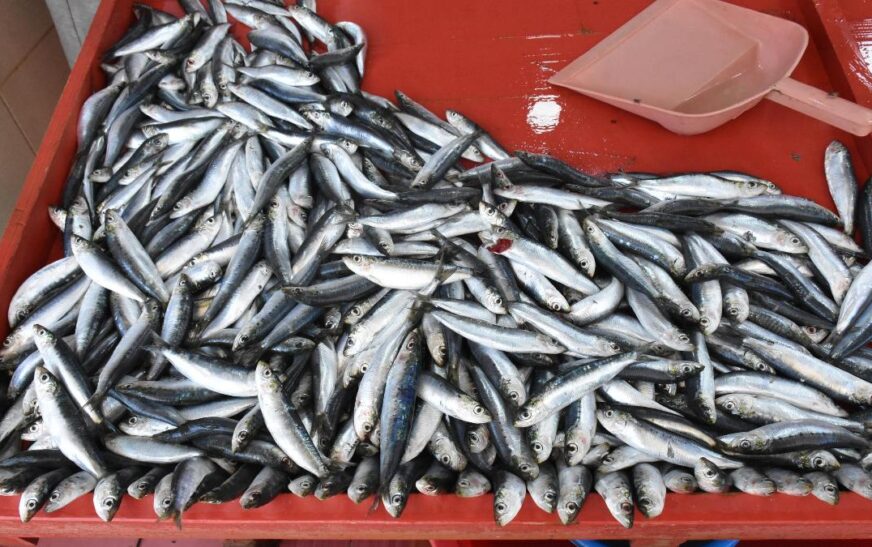 Balıkesir’de sardalya bolluğu fiyatlara yansıdı