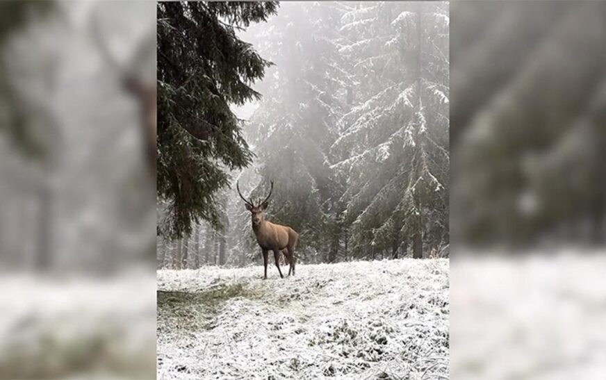 Bolu’da karlı ormanda yürüyen kızılgeyik kameraya yakalandı