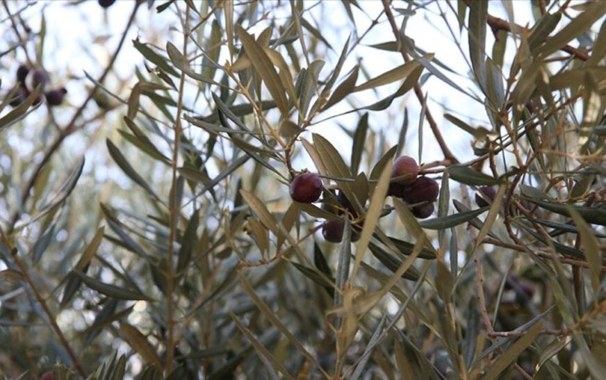 Hatay’da tarihi caminin avlusundaki 1358 yıllık zeytin ağacında hasat