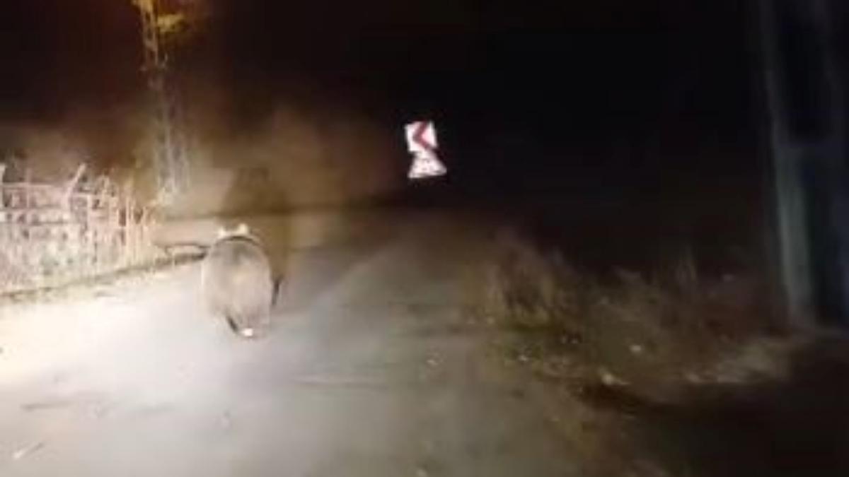 Sivas’ta ayıyı köpek sandı: Koca oğlan diyerek çağırdı