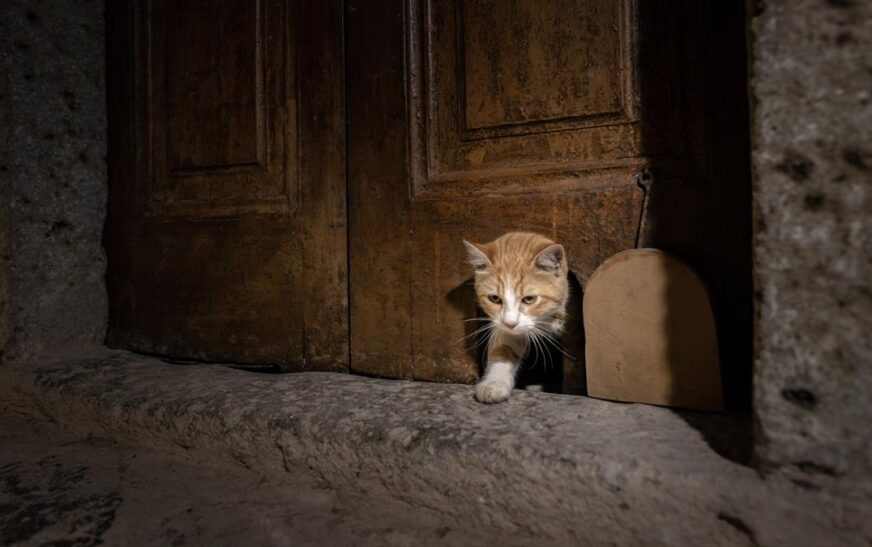 Topkapı Sarayı’nın “Kedi Kapısı” yeniden hayat buldu