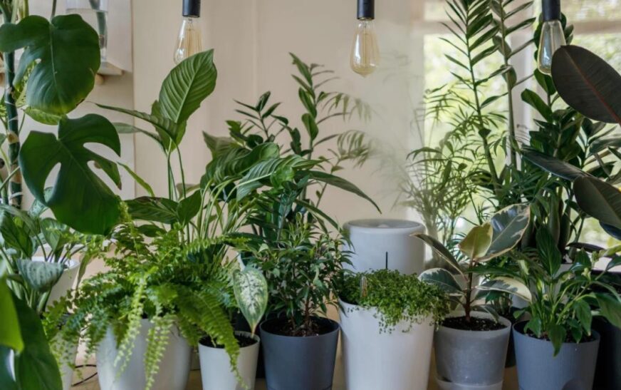 Küf oluşumunu engelliyor: Evde hava temizleyen 7 bitki