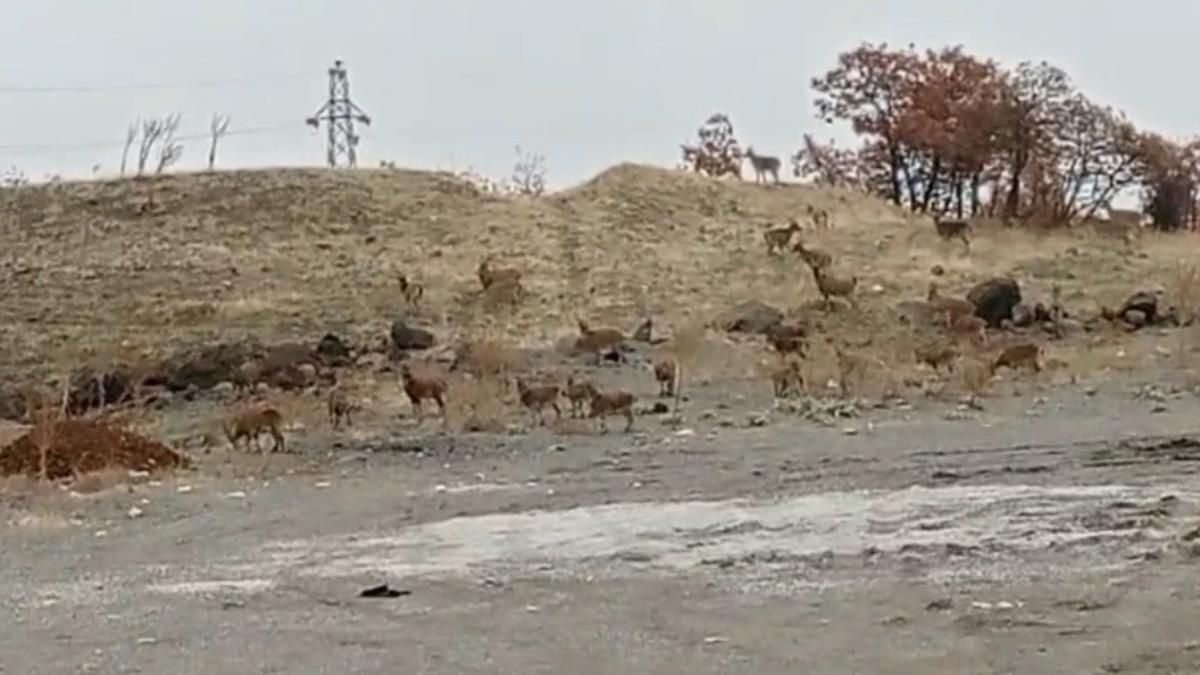 Tunceli’de dağ keçisi sürüsü görüntülendi